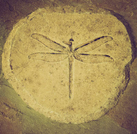 Vintage looking Dragonfly fossil of Stenophlebia Amphitrite from a Jurassic Lake of 150 million years agoの写真素材