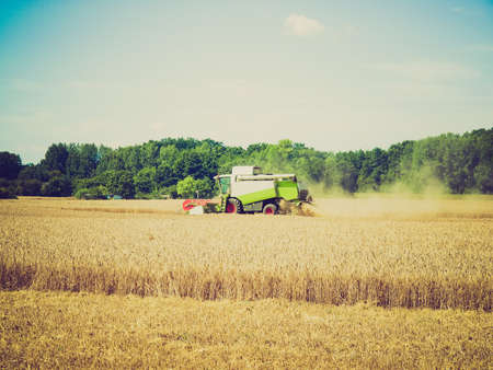 Vintage looking Harvest in a field of barley for beer production