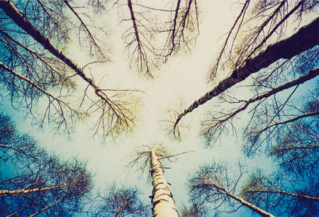Vintage looking A picture of Finnish forest of birch treesの写真素材