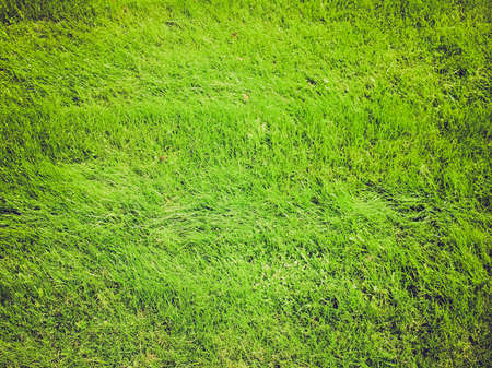 Vintage looking Green meadow or lawn useful as a grass backgroundの写真素材