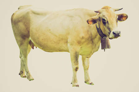 Vintage looking Isolated cattle cow on a white backgroundの写真素材