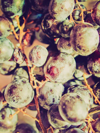 Vintage looking Grape of vitis fruit useful as a backgroundの写真素材