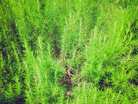 Vintage looking Green rosemary herb nature backgroundの写真素材