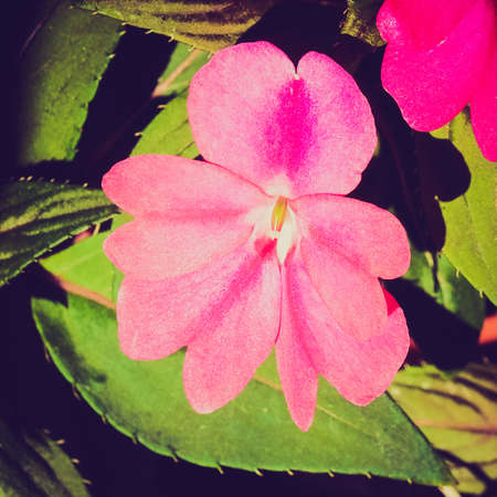 Vintage looking Impatiens plant in the family Balsaminaceae native to Papua New Guinea and Solomon Islandsの写真素材