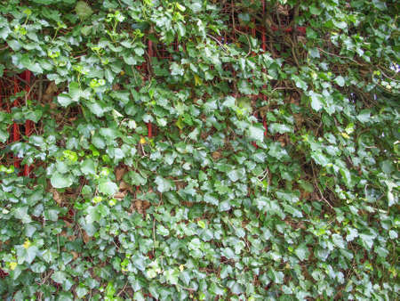 Green ivy leaves useful as a background
