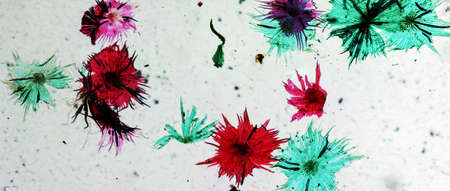 Photomicrograph of an Apple fruit made through an optical microscope