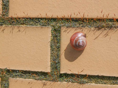 Slug snail  terrestrial gastropod mollusc animal on a wallの写真素材