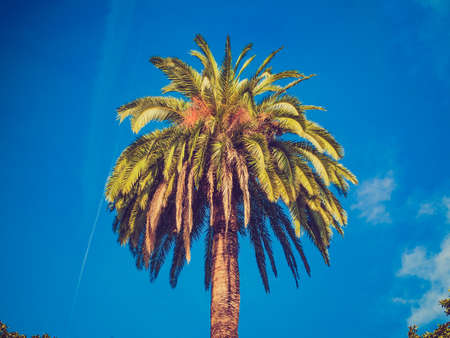 Vintage looking A tropical palm tree scientific name Arecaceae Palmae Palmaceae over blue skyの写真素材