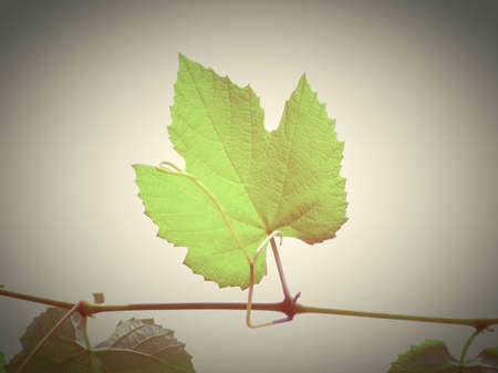 Vintage looking Green vine vitis grapevine leaves isolated over whiteの写真素材