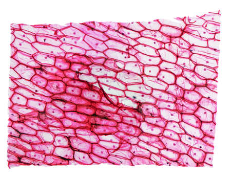 Light photomicrograph of an Onion epidermus cells seen through a microscopeの写真素材