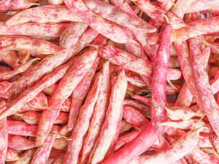 Cranberry variety of common beans aka Crimson bean or Borlotti bean or Roman beanの写真素材