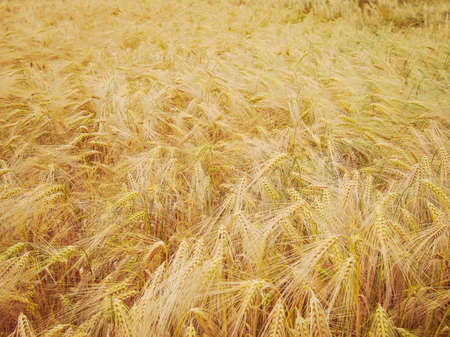 Vintage looking A barley corn field in Germany Europeの写真素材