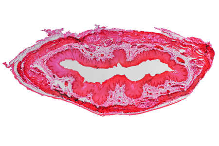 High resolution light photomicrograph of stratified flat epithelium section seen through a microscopeの写真素材