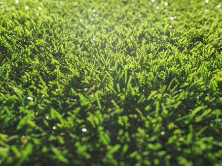 Green artificial grass meadow useful as a backgroundの写真素材
