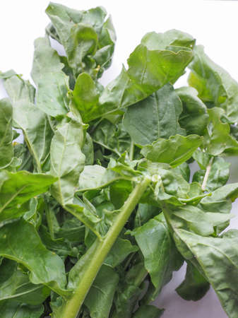 Eruca sativa aka salad rocket, rucola, rucoli, rugula, colewort, roquette