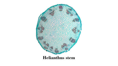 Light photomicrograph of Helianthus stem cross section seen through microscope