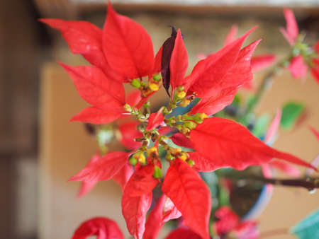 Red Christmas star Poinsettia Euphorbia pulcherrima flowerの写真素材