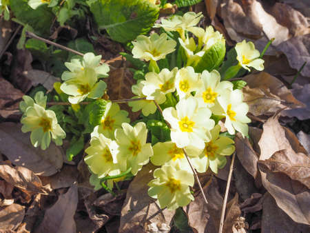 Primula means prime since it is among the first flowers to blossom in early springの写真素材