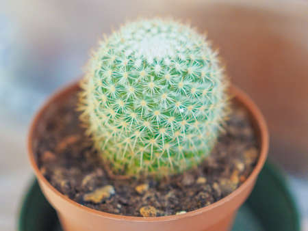 Cactus scientific name Plantae Magnoliophyta Magnoliopsida Caryophyllales Cactaceaeの写真素材