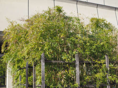 TURIN, ITALY - FEBRUARY 25, 2015: The GAM Galleria Arte Moderna e Contemporanea meaning Gallery of modern and contemporary art is the oldest and largest art gallery in Turinのeditorial素材