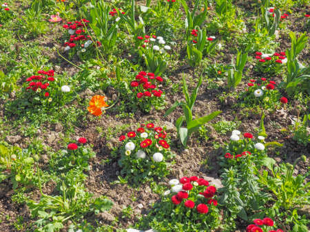 Bellis Perennis flowers aka Common Daisy or Lawn daisy or English daisy flower