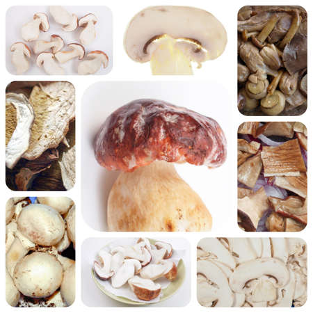 Vegetarian food collage: mushrooms including porcini and champignonsの写真素材