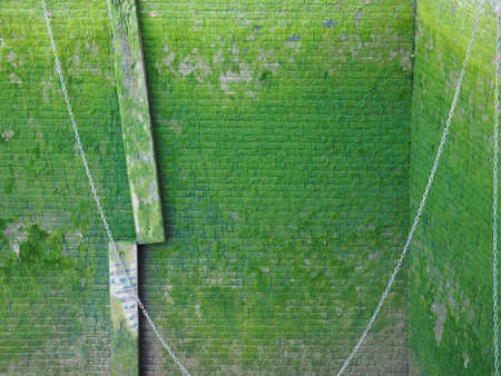 Green moss on old docks brick wallの写真素材