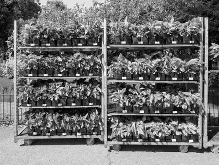 LONDON, UK - JUNE 11, 2015: Gardening works in St James Park occurs in every spring to plant new flowers in black and whiteのeditorial素材