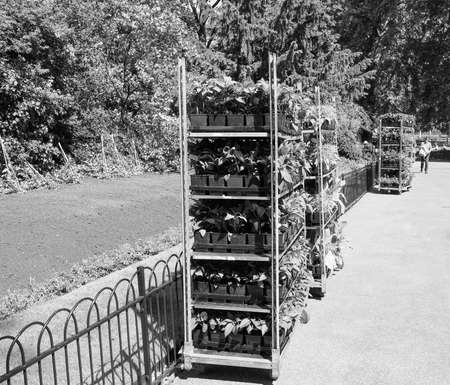 LONDON, UK - JUNE 11, 2015: Gardening works in St James Park occurs in every spring to plant new flowers in black and whiteのeditorial素材