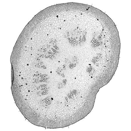 Light photomicrograph of Mulberry seen through microscope in black and white