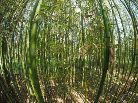 Bamboo (Bambuseae) trees perspective seen from below with fisheye lensの写真素材