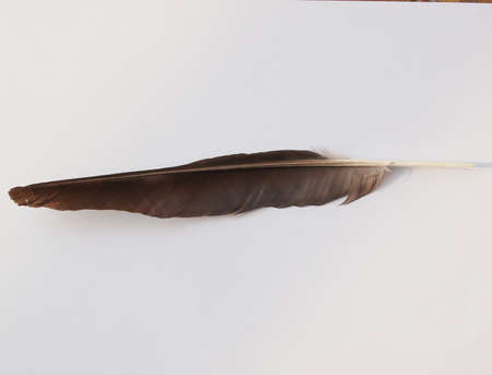 Feather of black Crow (Corvus of family Corvidae) birdの写真素材