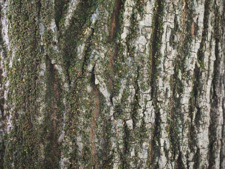 Tree bark texture with green moss useful as a background