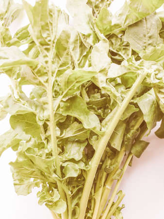 Vintage looking Eruca sativa aka salad rocket, rucola, rucoli, rugula, colewort, roquetteの写真素材