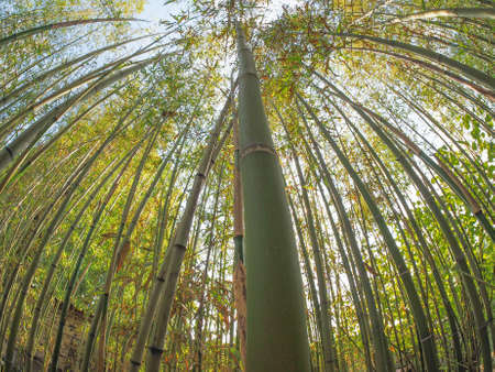 Bamboo (Bambuseae) trees perspective seen from below with fisheye lensの写真素材