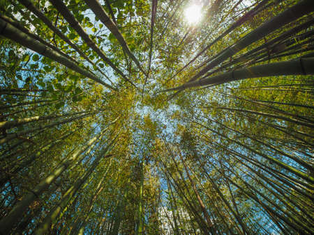 Bamboo (Bambuseae) trees perspective seen from below with fisheye lensの写真素材