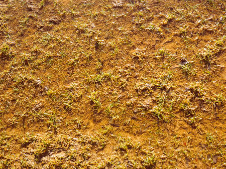 Vintage looking Wetland marsh land useful as backgroundの写真素材