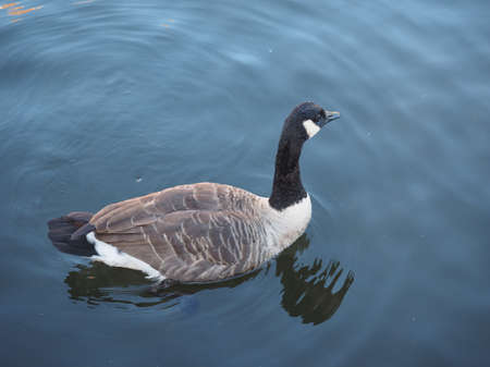 Goose bird animal swimming in a riverの写真素材