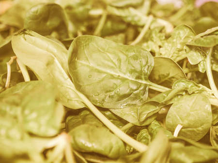 Vintage looking Green spinach leaves edible flowering plant vegetarian foodの写真素材
