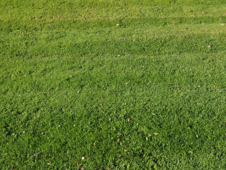 Green green grass meadow useful as a backgroundの写真素材