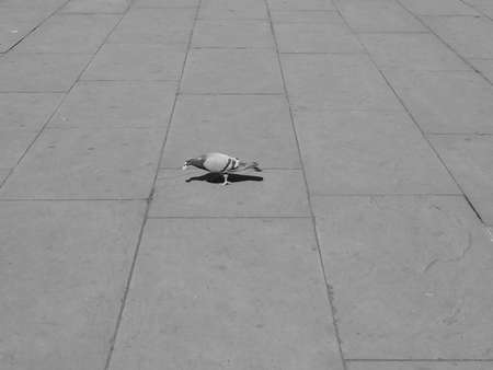 Domestic pigeon animal part of Aves aka birds on the pavement in black and whiteの写真素材