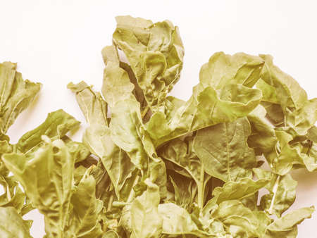 Vintage looking Eruca sativa aka salad rocket, rucola, rucoli, rugula, colewort, roquetteの写真素材