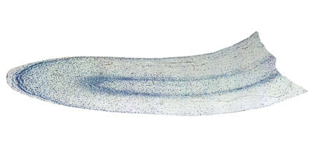 Light photomicrograph of Corn root tip cross section seen through microscope