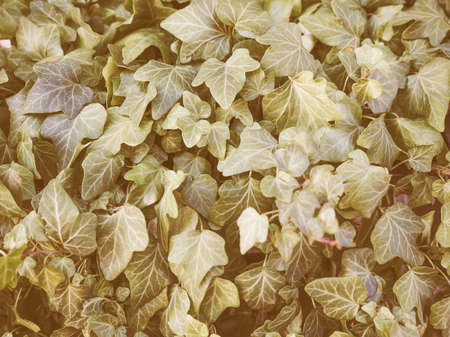 Vintage looking Green ivy leaves useful as a background