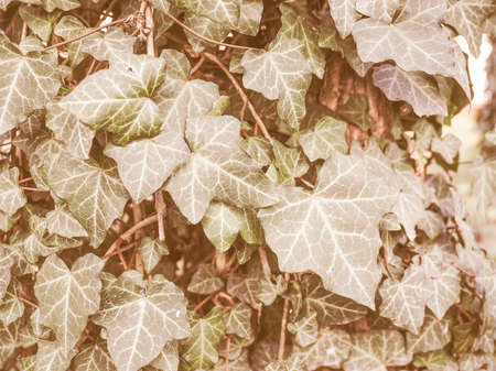 Vintage looking Green ivy leaves useful as a backgroundの写真素材