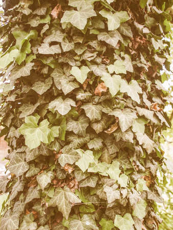 Vintage looking Green ivy leaves useful as a backgroundの写真素材