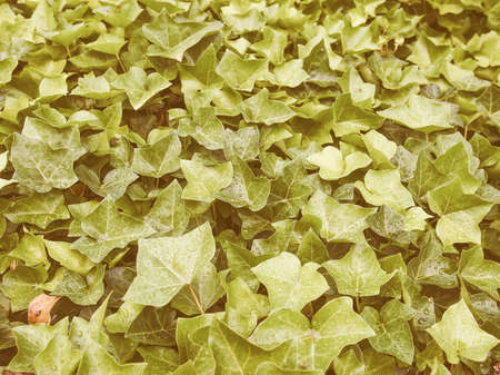 Vintage looking Green ivy leaves useful as a backgroundの写真素材