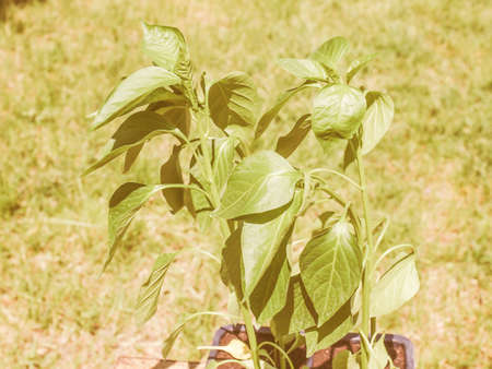 Vintage looking Plug peppers plants small seedlings grown in trays