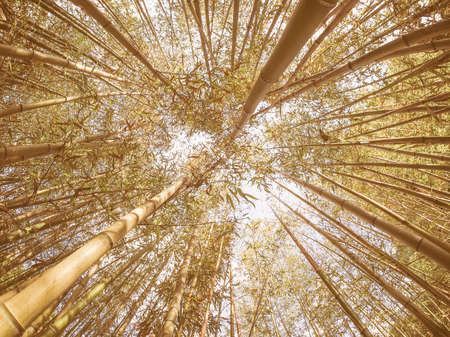 Vintage looking Bamboo (Bambuseae) trees perspective seen from below with fisheye lensの写真素材