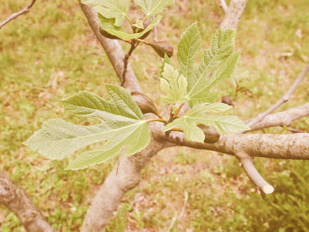 Vintage looking Leaf of a fig tree aka Ficus